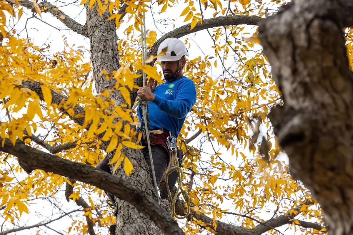Skilled Tree Transplanting crew working in Orange