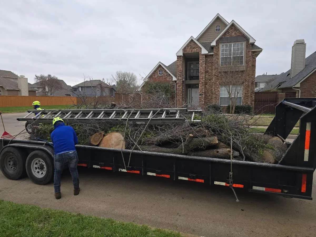 Expert Tree Pest Control with proper safety equipment in Orange